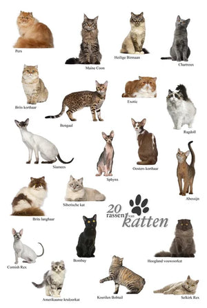 Discover the Purr-fect House Cat Breeds for Your Home