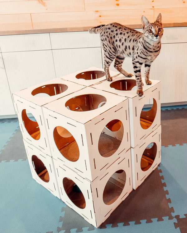 Kitty Cubes